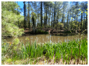 Image of a pond on Cedar Lane Farm in Morgan County, GA.