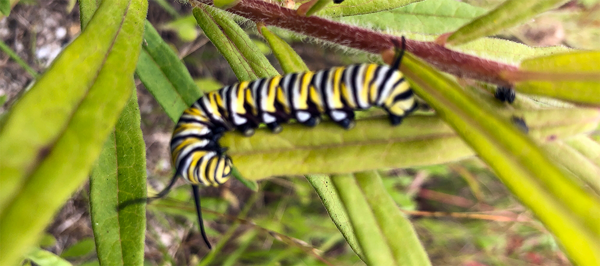 Close up of a caterpillar