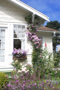 The Clematis is just one of the plants that Davis examines during the plant walks.