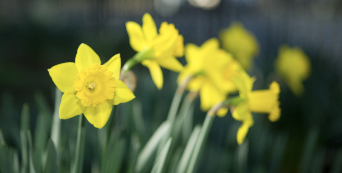 Daffodils at UGA