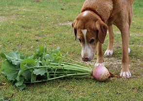 Dog sniffs a turnip on Tufts' farm