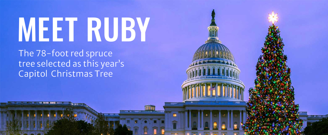 Meet Ruby. The 2022 Capitol Christmas Tree.