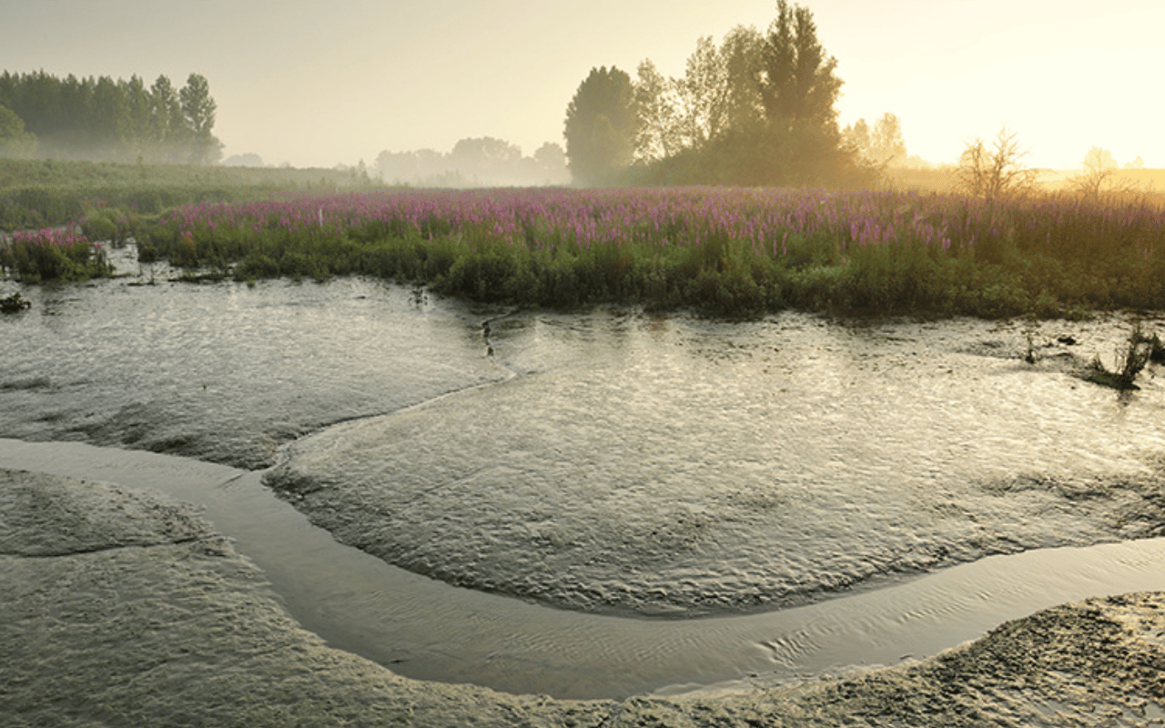 A water system with flowers and grass in the background.