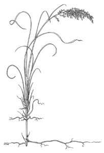 Sea oat drawing used as the EECP Emblem.