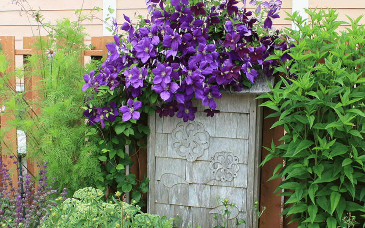 Purple flowers grow on a statue and around a fence.