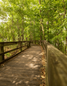 Wooden boardwalk winding through a dense green forest.