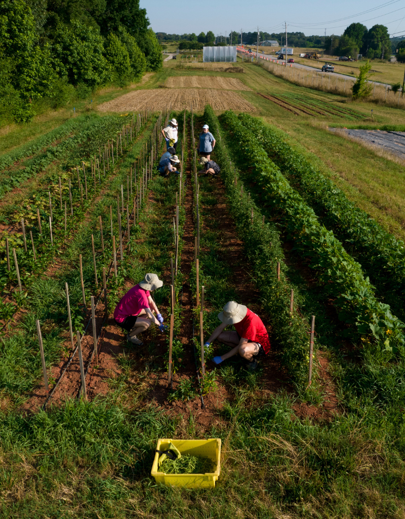 Certificate in Sustainability