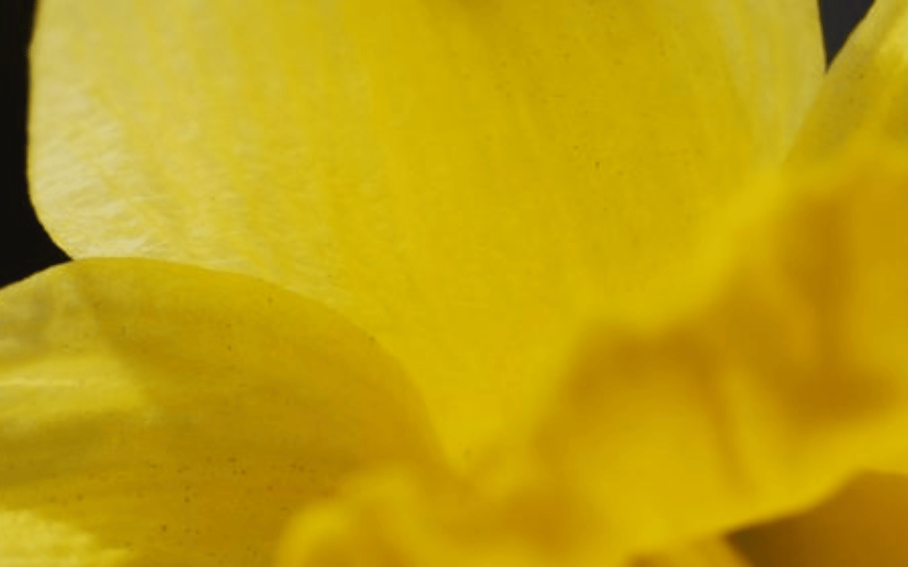 Detail of petals on a yellow flower.